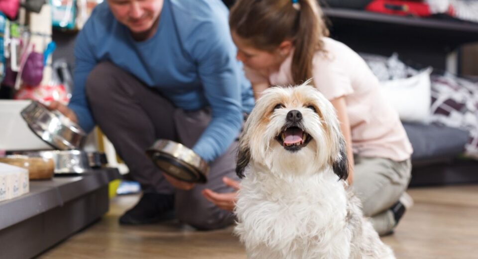 is b&q dog friendly