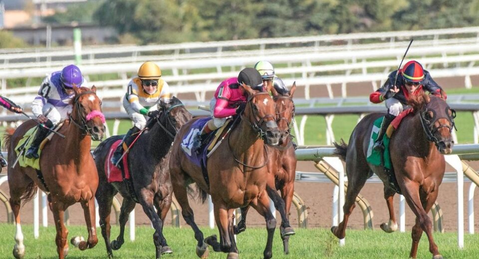 Why is david dooley the best horse racing tipster in 2024 Why is david dooley the best horse racing tipster in 2024