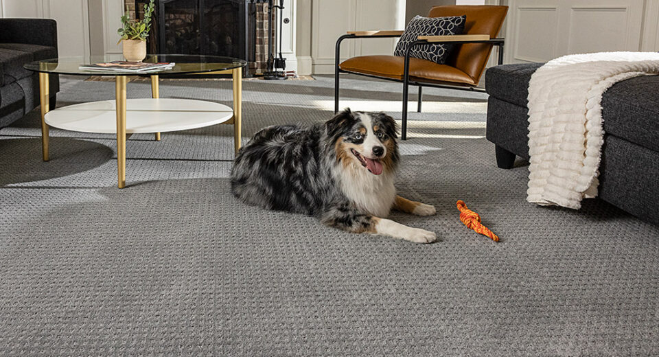 Flooring Options for Homes with Pets