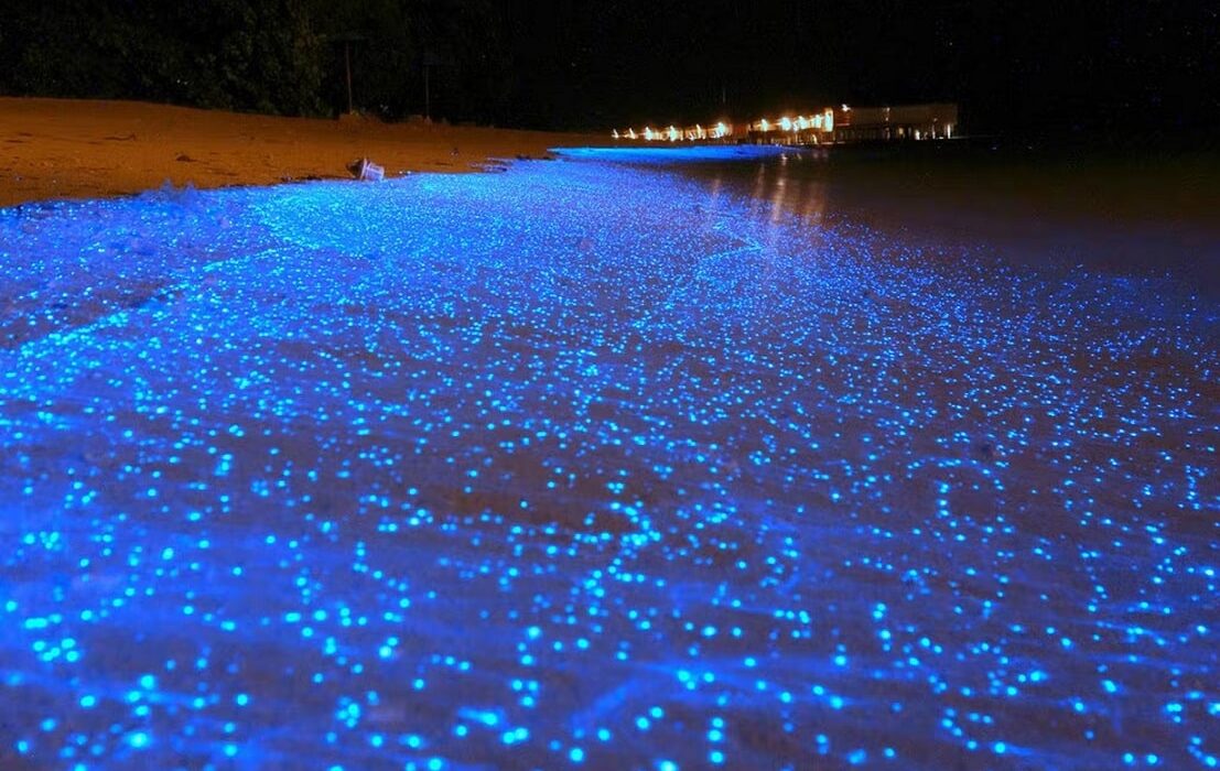 sea of stars maldives