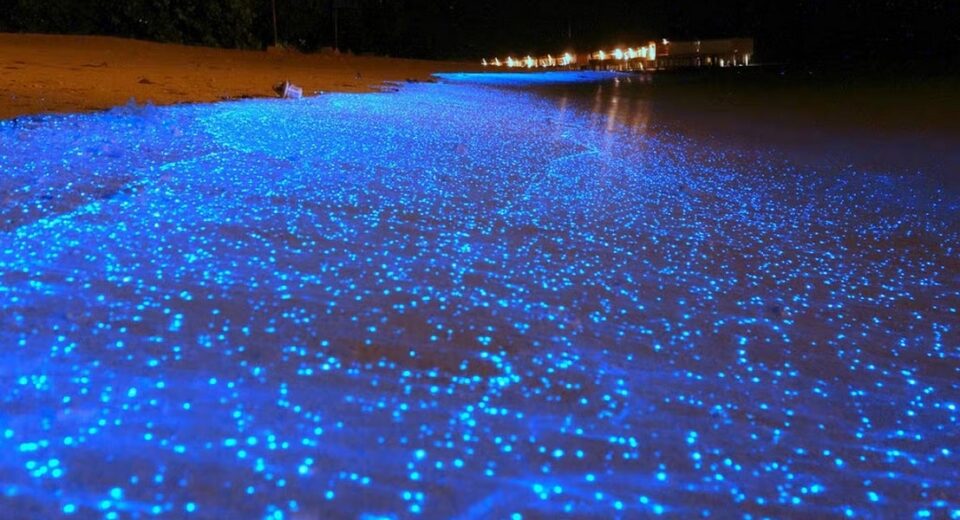 sea of stars maldives